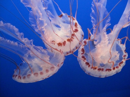 jelly fish